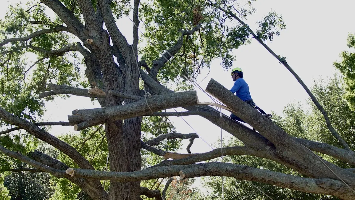 Professional Crown Thinning performed by certified arborists in Emington